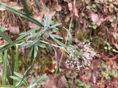 Gnaphaliothamnus salicifolius