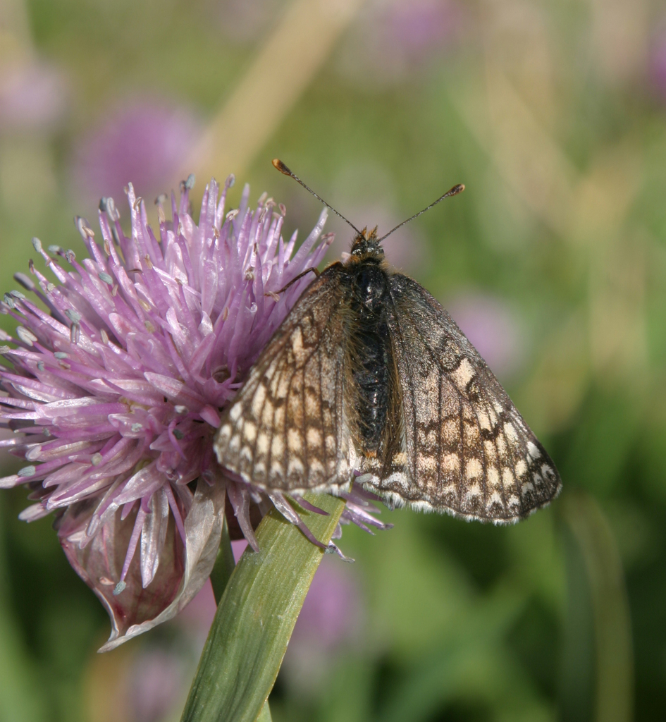 Melitaea solona