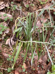 Gnaphaliothamnus salicifolius