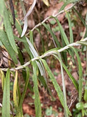 Gnaphaliothamnus salicifolius