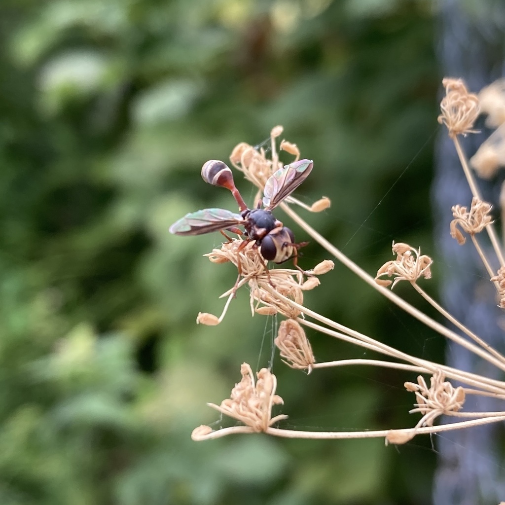 Physocephala nigrotestacea