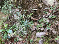 Gnaphaliothamnus salicifolius