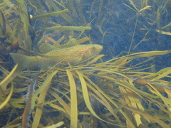 Olisthops cyanomelas