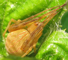 Acacesia hamata