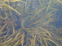 Olisthops cyanomelas