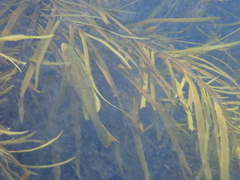 Olisthops cyanomelas