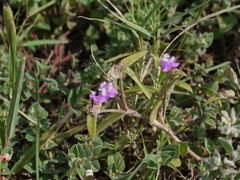 Cyanotis tuberosa