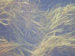 Olisthops cyanomelas