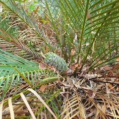 Macrozamia communis