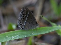 Mycalesis janardana