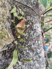 Pyrrosia adnascens