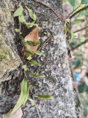 Pyrrosia adnascens