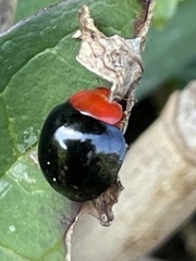 Synona consanguinea