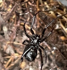Steatoda capensis