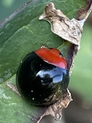 Synona consanguinea
