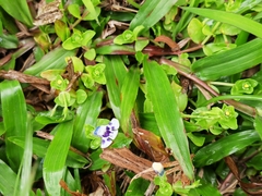 Lindernia rotundifolia