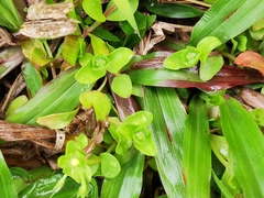 Lindernia rotundifolia