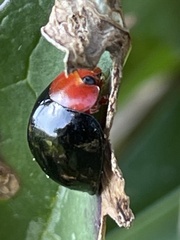 Synona consanguinea