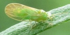 Craspedolepta