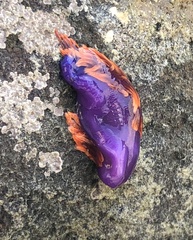 Flabellinopsis iodinea