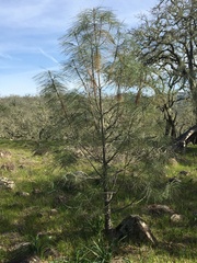 Pinus sabiniana
