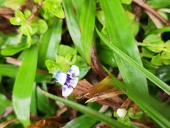 Lindernia rotundifolia