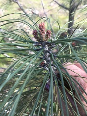 Pinus sabiniana