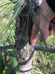Pinus sabiniana