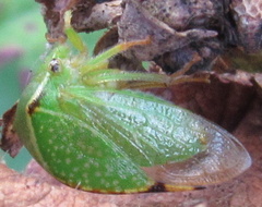 Stictocephala bisonia