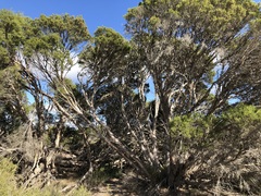 Melaleuca halmaturorum