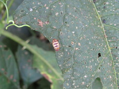 Cryptocephalus leucomelas