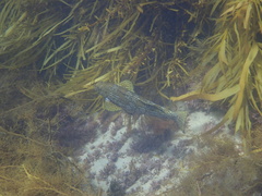 Aplodactylus arctidens