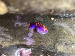 Flabellinopsis iodinea