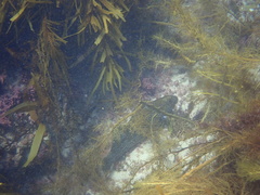 Aplodactylus arctidens