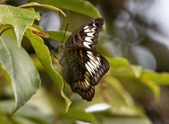 Tanaecia pelea