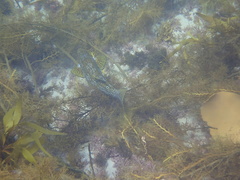Aplodactylus arctidens