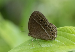 Mycalesis janardana