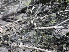 Melaleuca halmaturorum