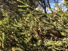 Melaleuca halmaturorum