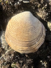Semele
