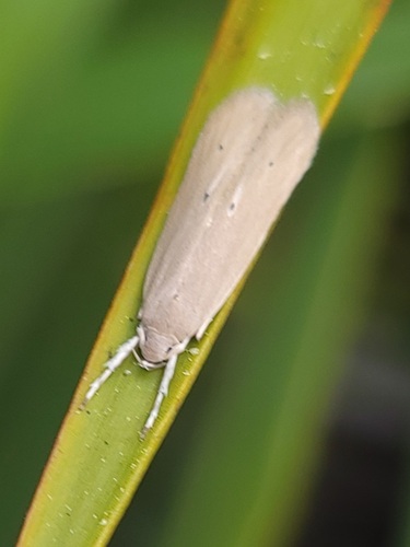 Palm Leaf Skeletonizer Moth photo 5