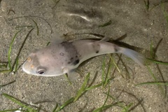 Marilyna pleurosticta