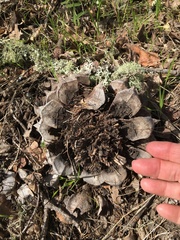Pinus sabiniana