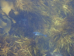 Meuschenia hippocrepis