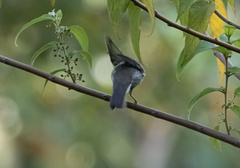 Phylloscopidae