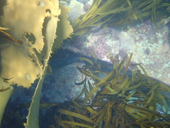 Meuschenia hippocrepis