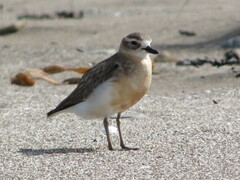 Charadrius obscurus