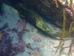 Aplodactylus arctidens