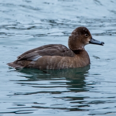 Aythya americana