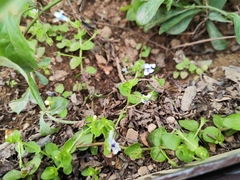 Lindernia rotundifolia